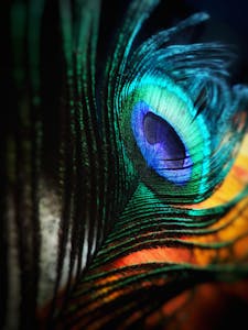 Detailed close-up of a peacock feather showcasing vibrant colors and intricate patterns.